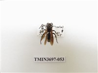 藏品(膜翅目(蜂))的圖片